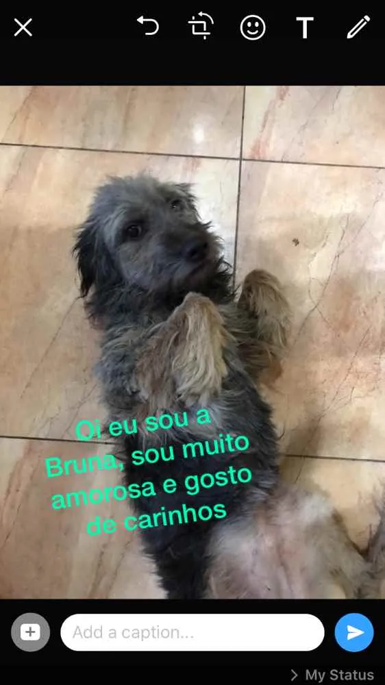 Cachorro ra a SRD idade 1 ano nome Nomes na foto