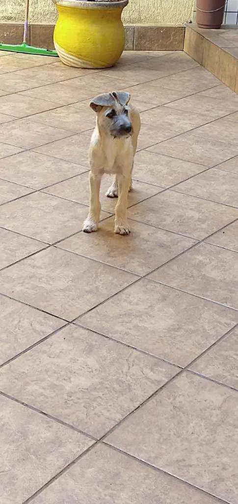 Cachorro ra a RND idade 2 a 6 meses nome Johny
