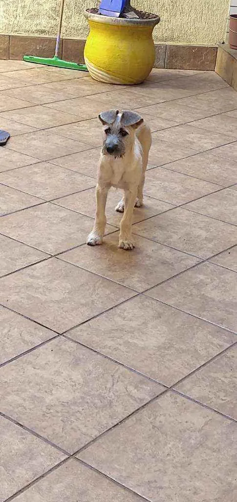 Cachorro ra a RND idade 2 a 6 meses nome Johny