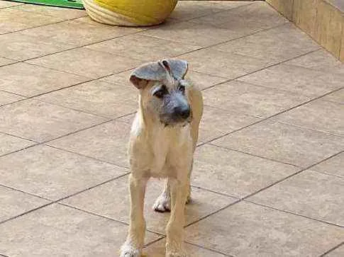 Cachorro ra a RND idade 2 a 6 meses nome Johny