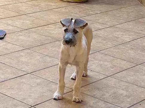 Cachorro ra a RND idade 2 a 6 meses nome Johny