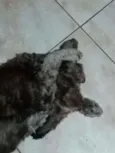 Ruivo 