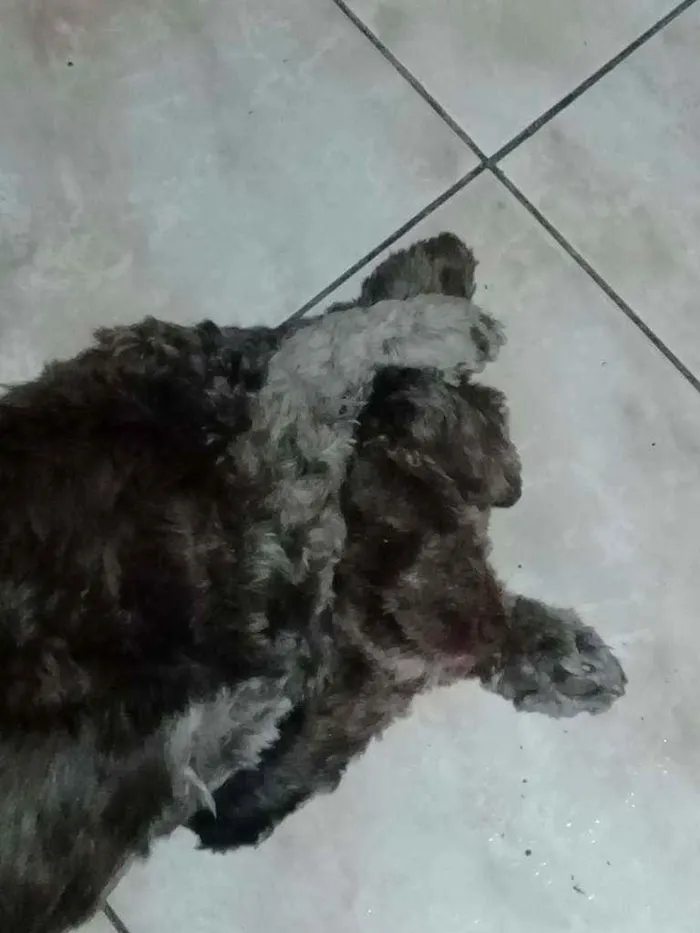 Cachorro ra a Srd idade 3 anos nome Ruivo 