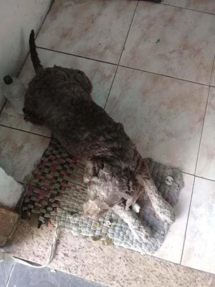 Cachorro ra a Srd idade 3 anos nome Ruivo 