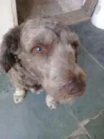 Ruivo 