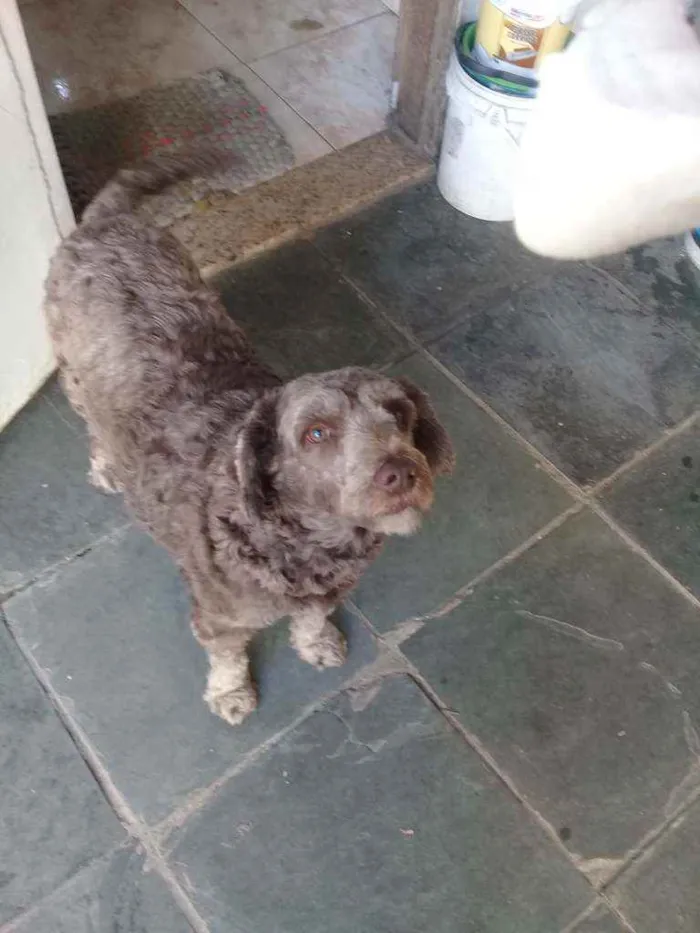 Cachorro ra a Srd idade 3 anos nome Ruivo 