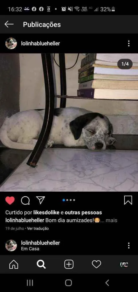 Cachorro ra a SRD idade 2 a 6 meses nome Lola