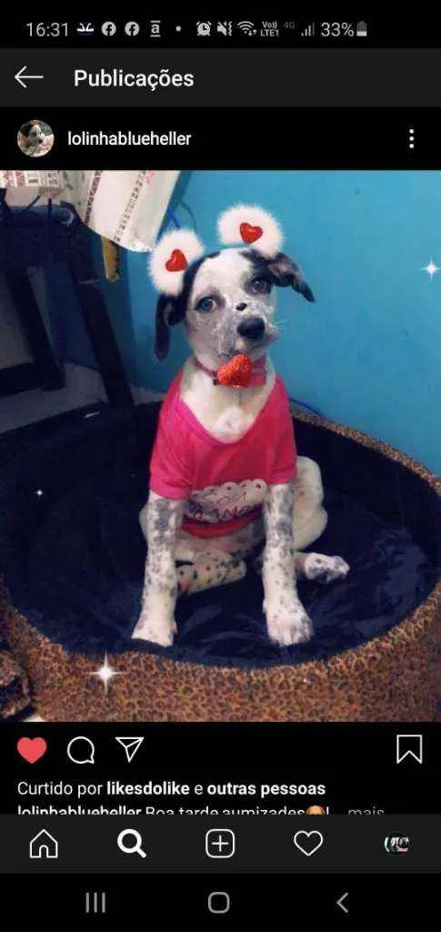 Cachorro ra a SRD idade 2 a 6 meses nome Lola