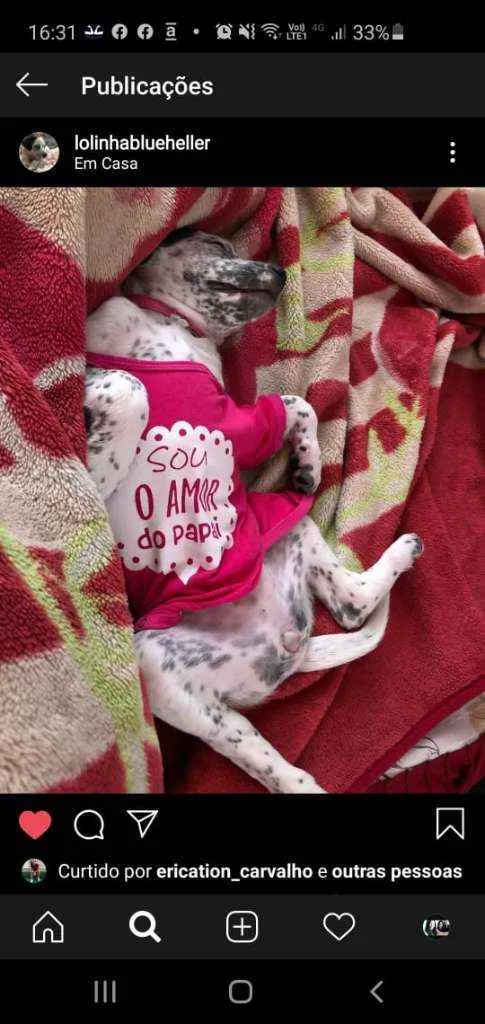 Cachorro ra a SRD idade 2 a 6 meses nome Lola