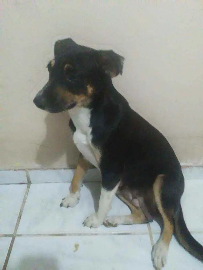 Cachorro ra a Vira-lata idade 1 ano nome Akira