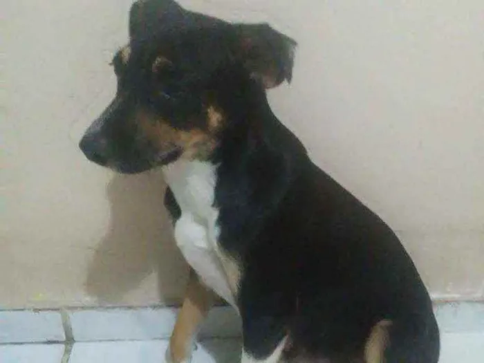 Cachorro ra a Vira-lata idade 1 ano nome Akira