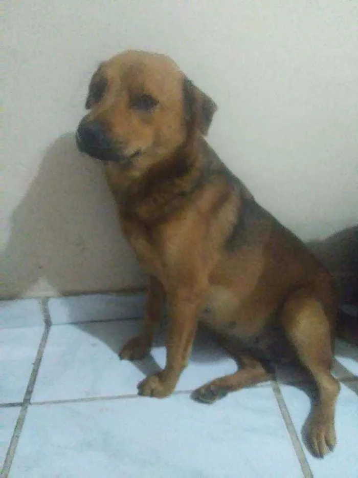 Cachorro ra a Misturada idade 1 ano nome Akita