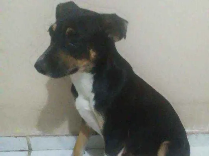 Cachorro ra a Vira-lata idade 1 ano nome Akira