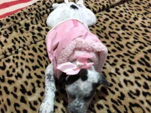Cachorro raça SRD idade 2 a 6 meses nome Lola