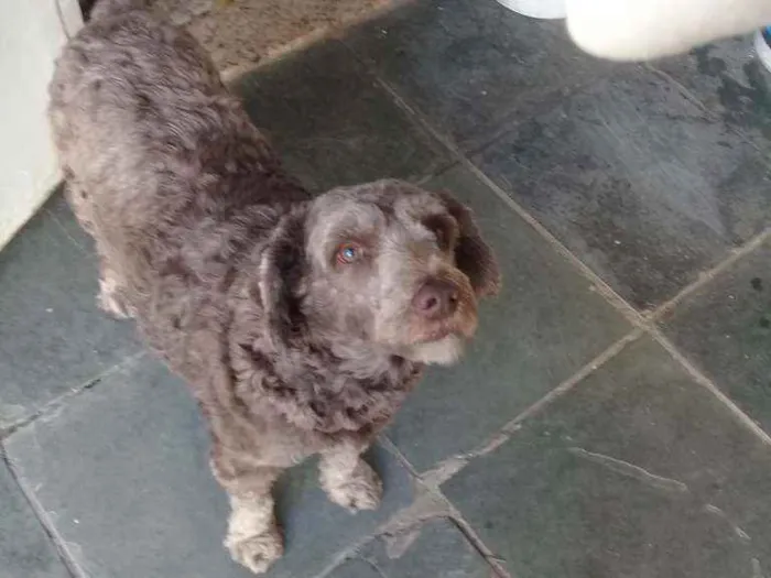 Cachorro ra a Srd idade 3 anos nome Ruivo 