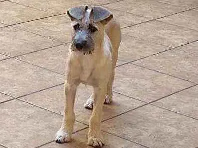 Cachorro ra a RND idade 2 a 6 meses nome Johny