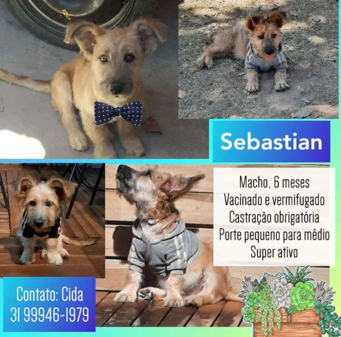 Cachorro raça SRD idade 2 a 6 meses nome Sebastian 