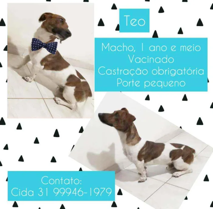Cachorro raça SRD idade 1 ano nome Teo