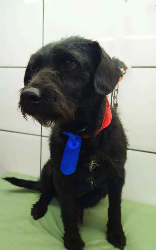 Cachorro ra a Srd idade 3 anos nome Ballu