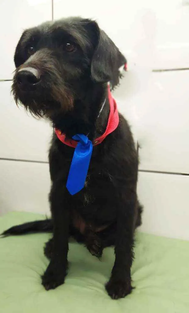 Cachorro ra a Srd idade 3 anos nome Ballu