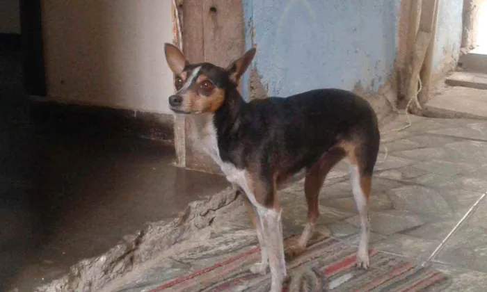 Cachorro raça Pincher idade 6 ou mais anos nome Pan
