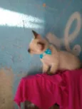 Kiko