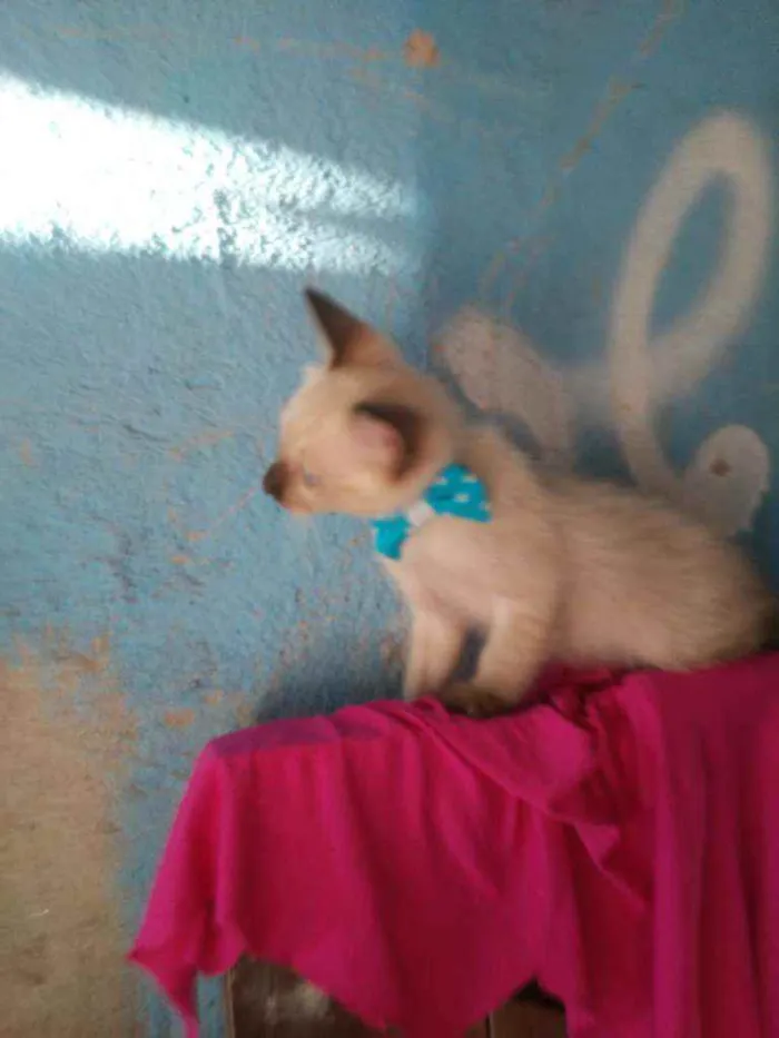 Gato ra a Siamês idade 2 a 6 meses nome Kiko