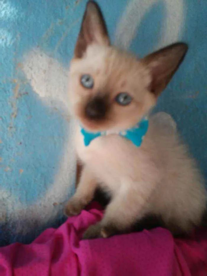 Gato ra a Siamês idade 2 a 6 meses nome Kiko