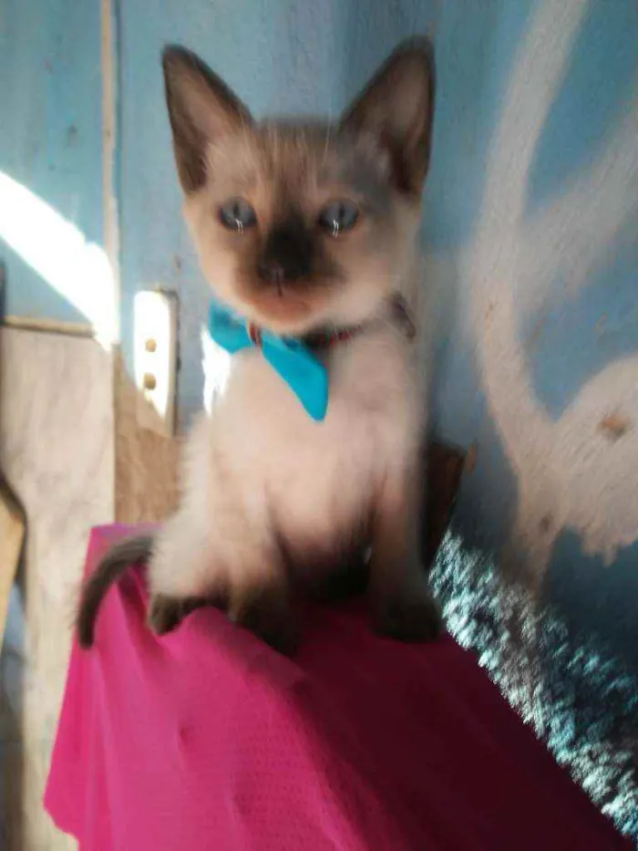 Gato ra a Siamês idade 2 a 6 meses nome Kiko