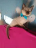 Kiko