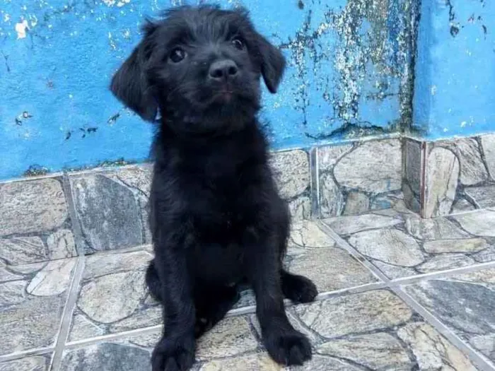 Cachorro ra a Sem raça definida idade 2 a 6 meses nome Úrsula