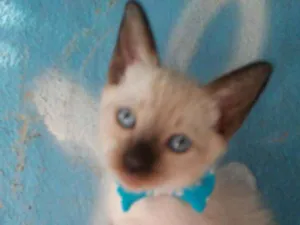 Gato raça Siamês idade 2 a 6 meses nome Kiko