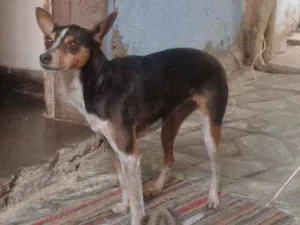 Cachorro raça Pincher idade 6 ou mais anos nome Pan