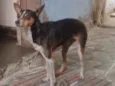 Pan
