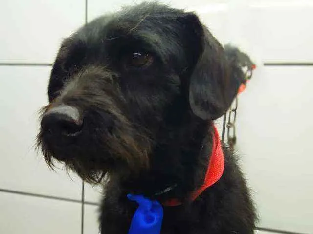 Cachorro ra a Srd idade 3 anos nome Ballu