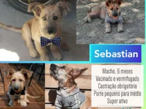 Cachorro raça SRD idade 2 a 6 meses nome Sebastian 