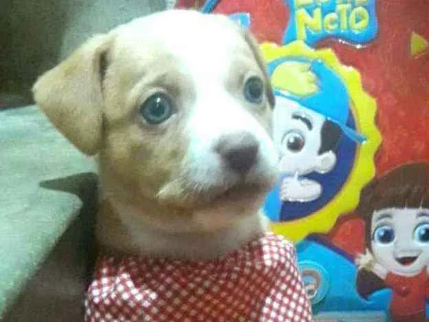 Cachorro ra a  idade Abaixo de 2 meses nome Filhotes Sueli