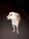 Catarino