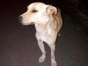 Cachorro raça SRD idade 1 ano nome Catarino