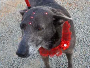 Cachorro raça SRD idade 4 anos nome Nina