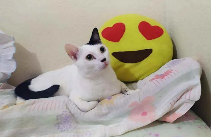 Gato ra a  idade  nome Dengoso