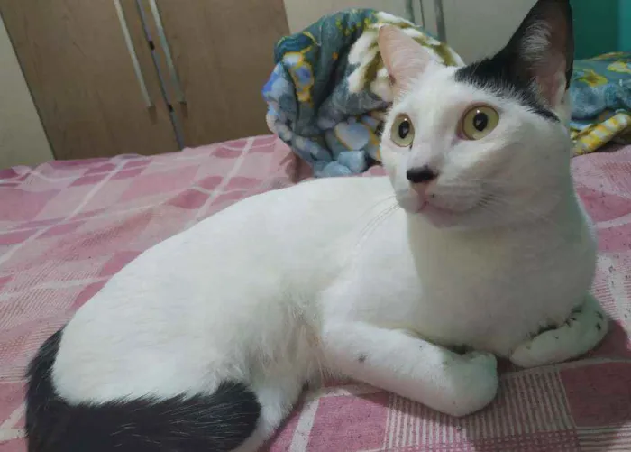 Gato ra a  idade  nome Dengoso