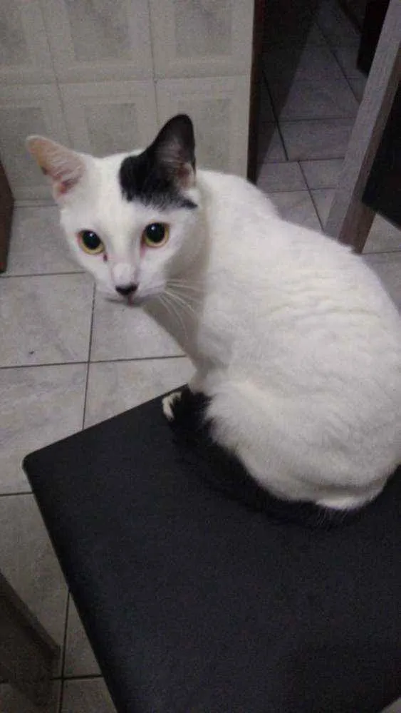 Gato ra a  idade  nome Dengoso