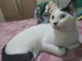 Dengoso