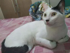 Gato raça  idade  nome Dengoso