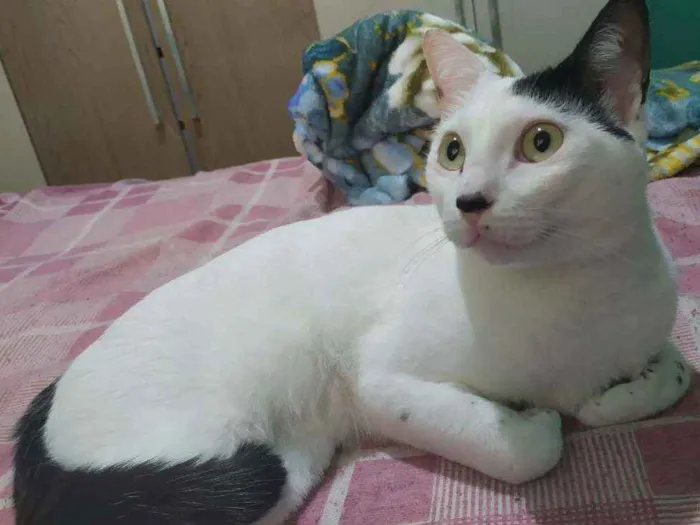 Gato ra a  idade  nome Dengoso