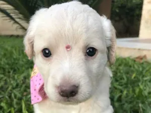 Cachorro raça Sem raça definida idade Abaixo de 2 meses nome VICKY