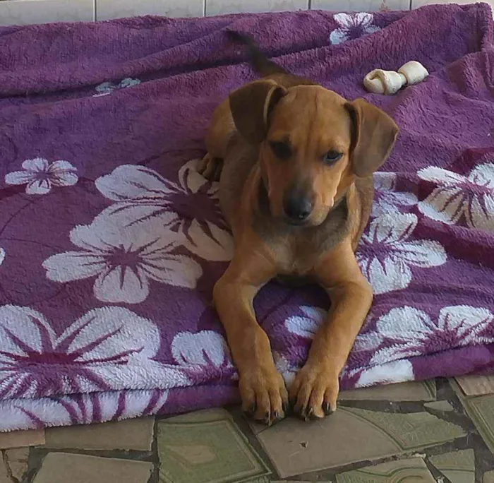 Cachorro ra a  idade 2 a 6 meses nome Filhote 3 meses