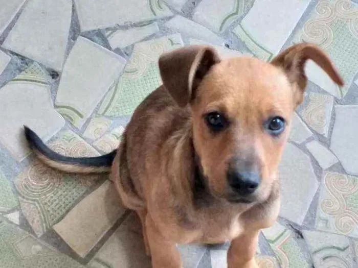 Cachorro ra a  idade 2 a 6 meses nome Filhote 3 meses