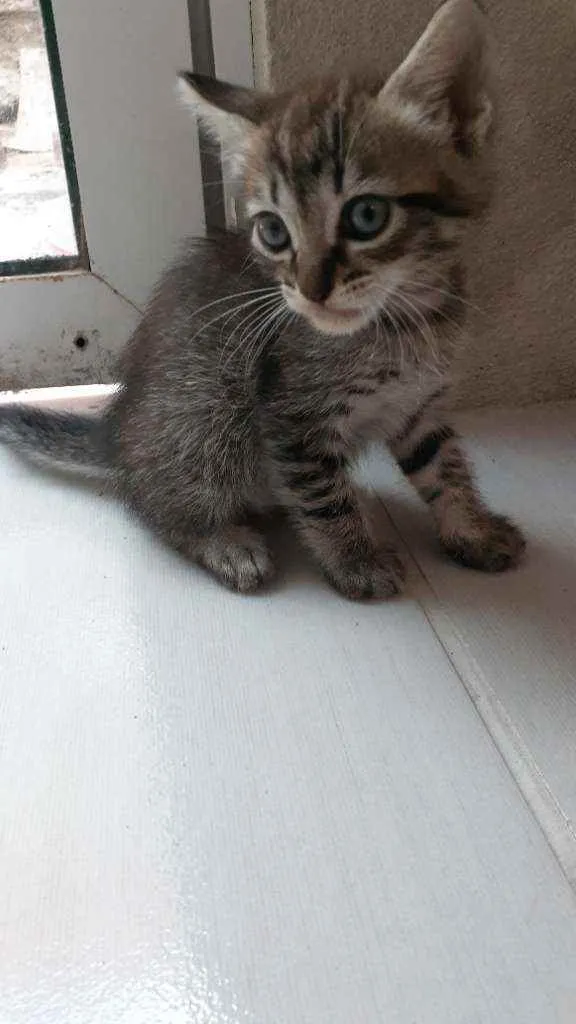 Gato ra a RND idade Abaixo de 2 meses nome Sem nomes ainda